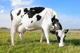 Best Grass For Cattle Grazing In Kenya - 2024/2025